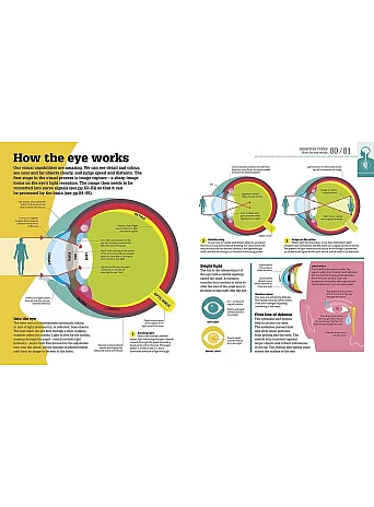 How The Body Works