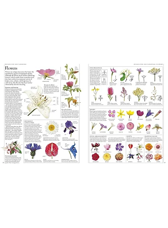 RHS A-Z Encyclopedia of Garden Plants