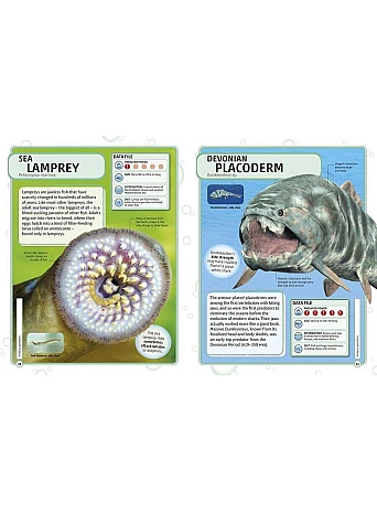 Sharks and Other Deadly Ocean Creatures. Visual Encyclopedia