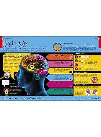 All About Your Brain (Big Questions)