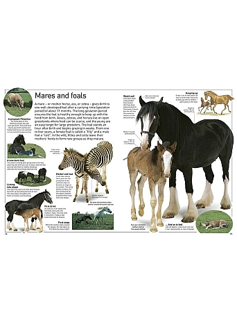 Horse