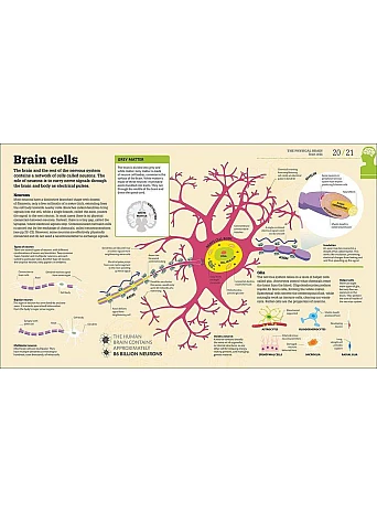 How the Brain Works