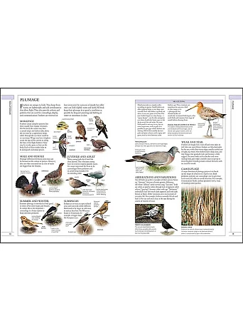RSPB Complete Birds of Britain and Europe