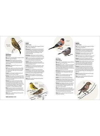 How to Attract Birds to Your Garden