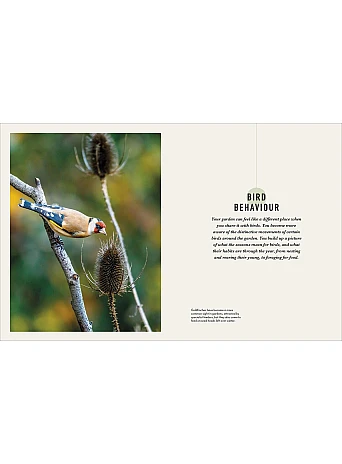How to Attract Birds to Your Garden