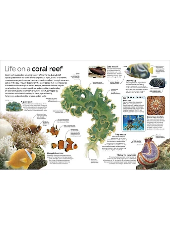 Ocean. The Definitive Visual Guide