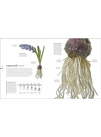 The Science of Plants