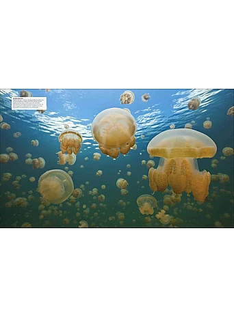 Ocean