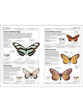 Butterflies and Moths (DK Handbooks)