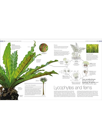 Plants and Fungi