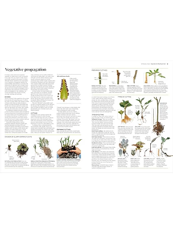 Propagating Plants