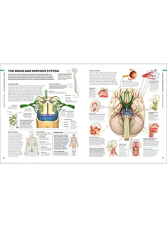 The Brain Book