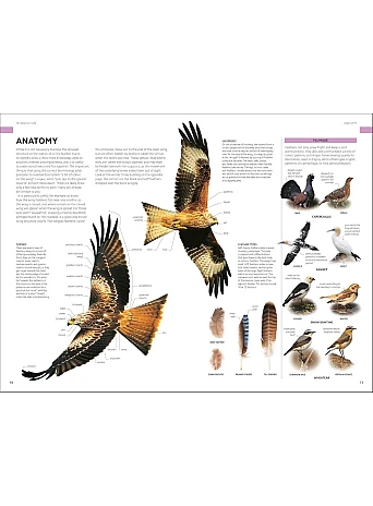 Birds of Britain and Europe