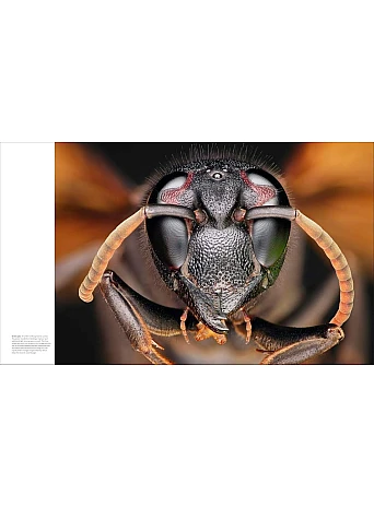 Animal Behaviour