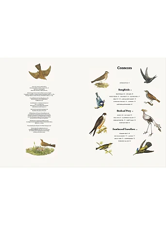 Remarkable Birds