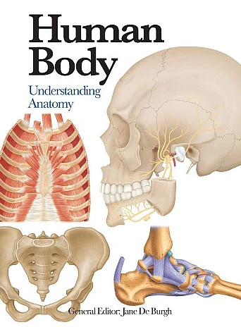 Human Body
