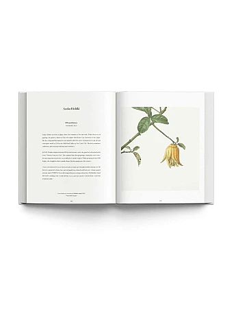 RHS Botanical Illustration