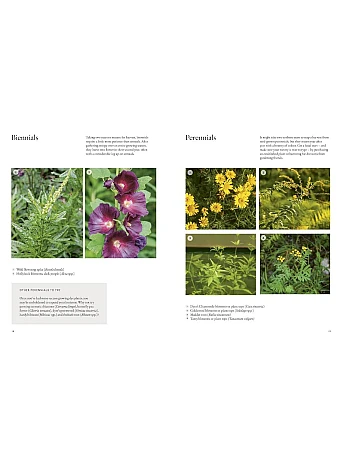 From Plant to Pigment