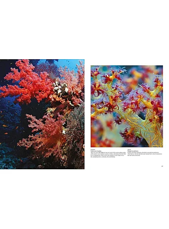 Reefs