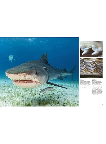 Sharks and Underwater Predators