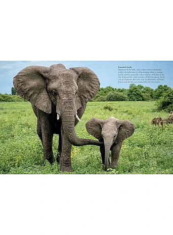 Elephants