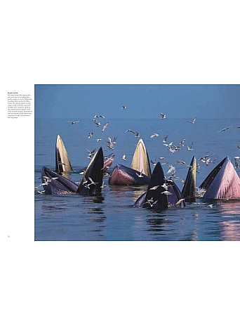 Whales & Dolphins