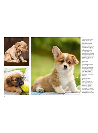 Puppies