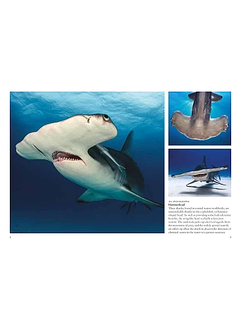 Sharks
