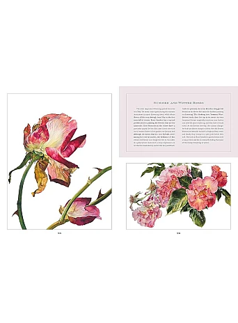 Rosie Sanders' Flowers. A Celebration Of Botanical Art