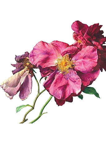 Rosie Sanders' Roses. A Celebration In Botanical Art