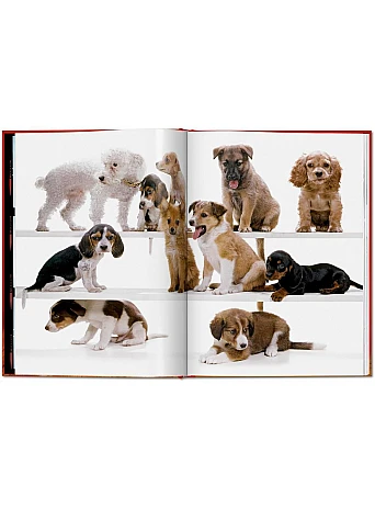Walter Chandoha. Dogs. Photographs 1941–1991