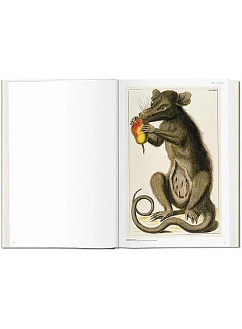 Seba. Cabinet of Natural Curiosities