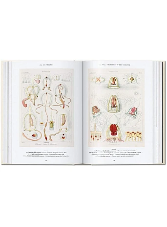 The Art and Science of Ernst Haeckel 45th Ed.