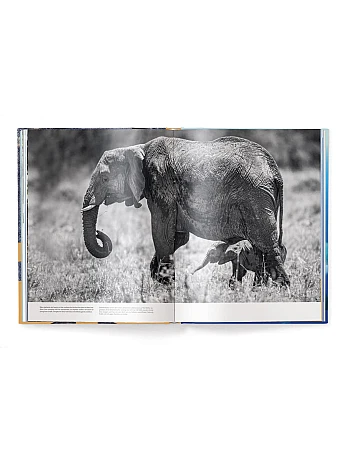 Big : A Photographic Album of the World's Largest Animals
