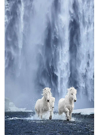 Untamed Spirits