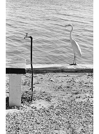 Personal Best. Elliott Erwitt