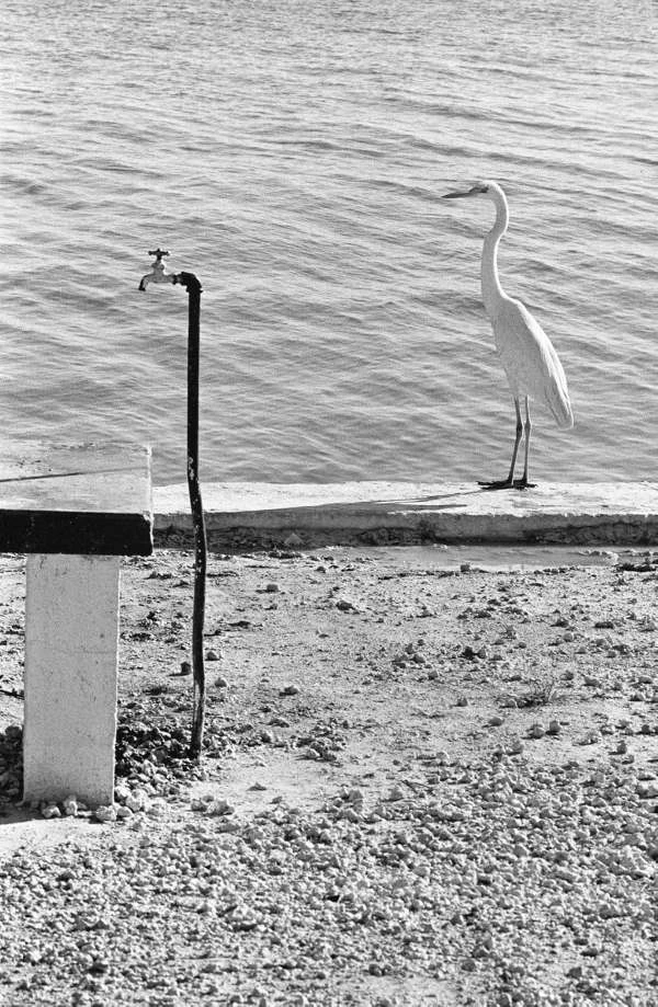 Personal Best. Elliott Erwitt teNeues книга купити 📚 - Artalbums