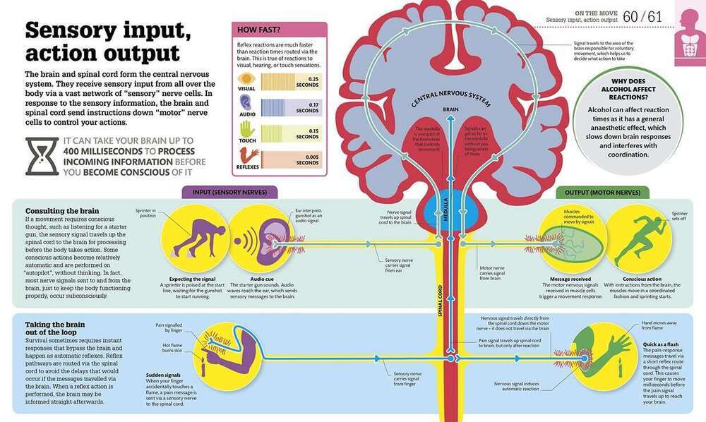 How The Body Works How The Body Works