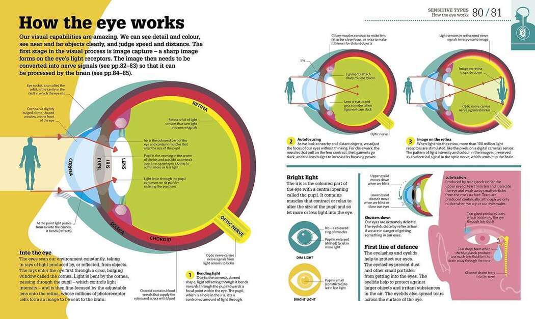 How The Body Works How The Body Works