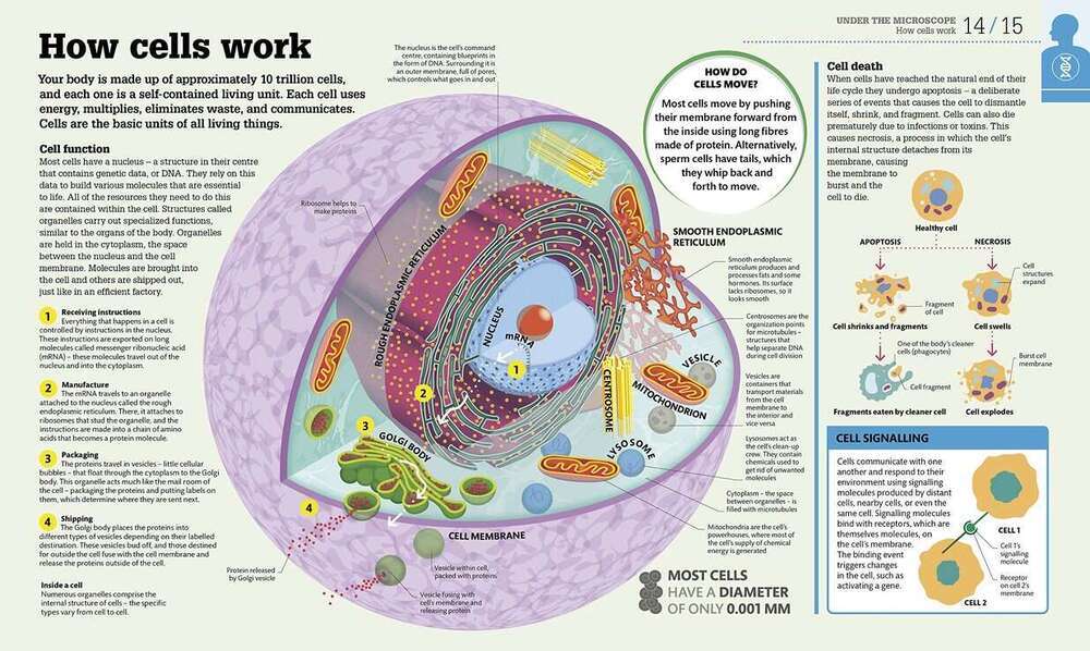 How The Body Works How The Body Works
