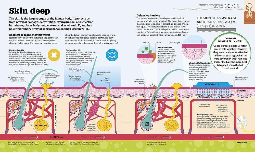 How The Body Works How The Body Works
