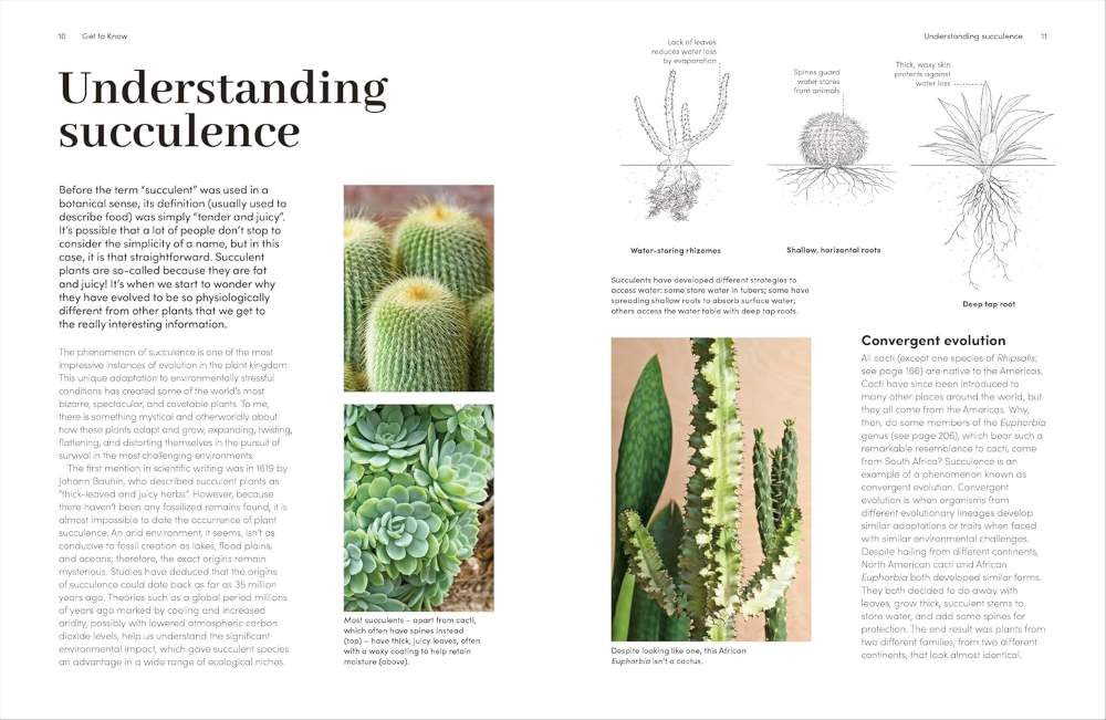 Cacti and Succulents Cacti and Succulents