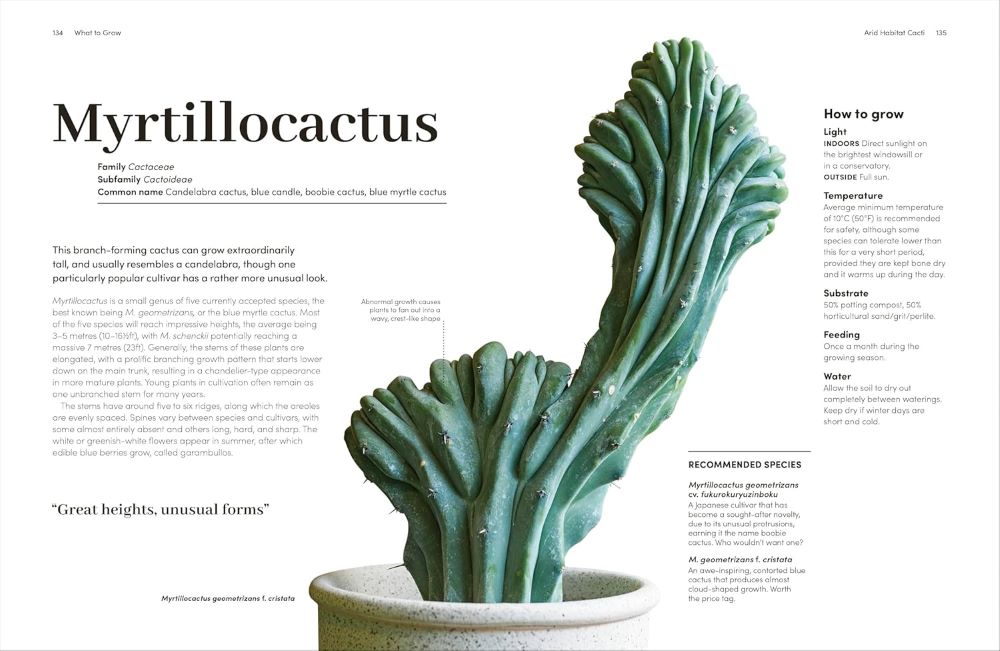 Cacti and Succulents Cacti and Succulents