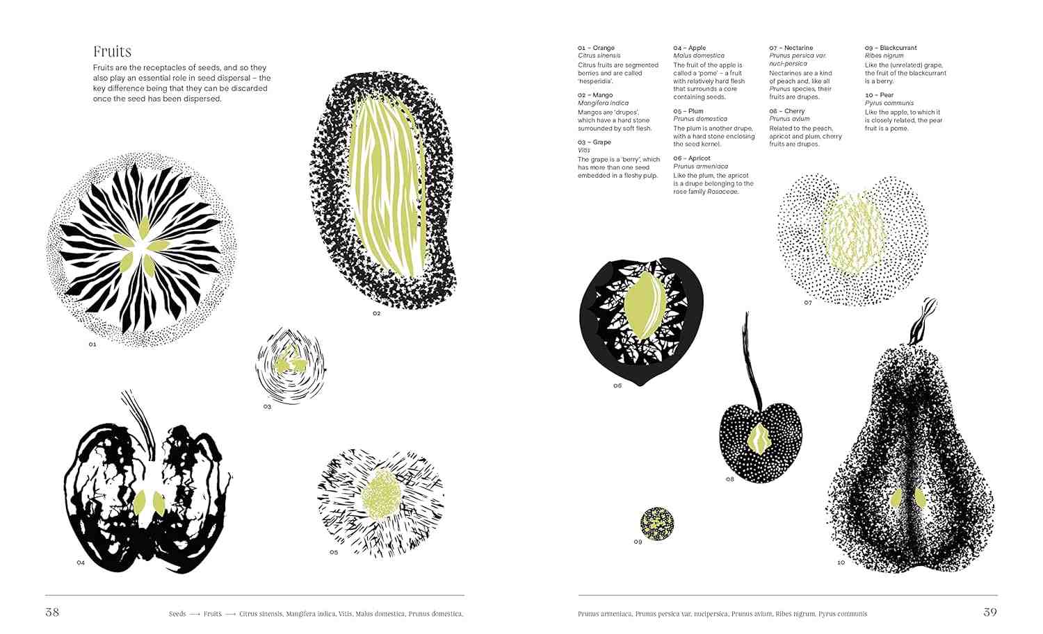 Trees From Root to Leaf Trees From Root to Leaf