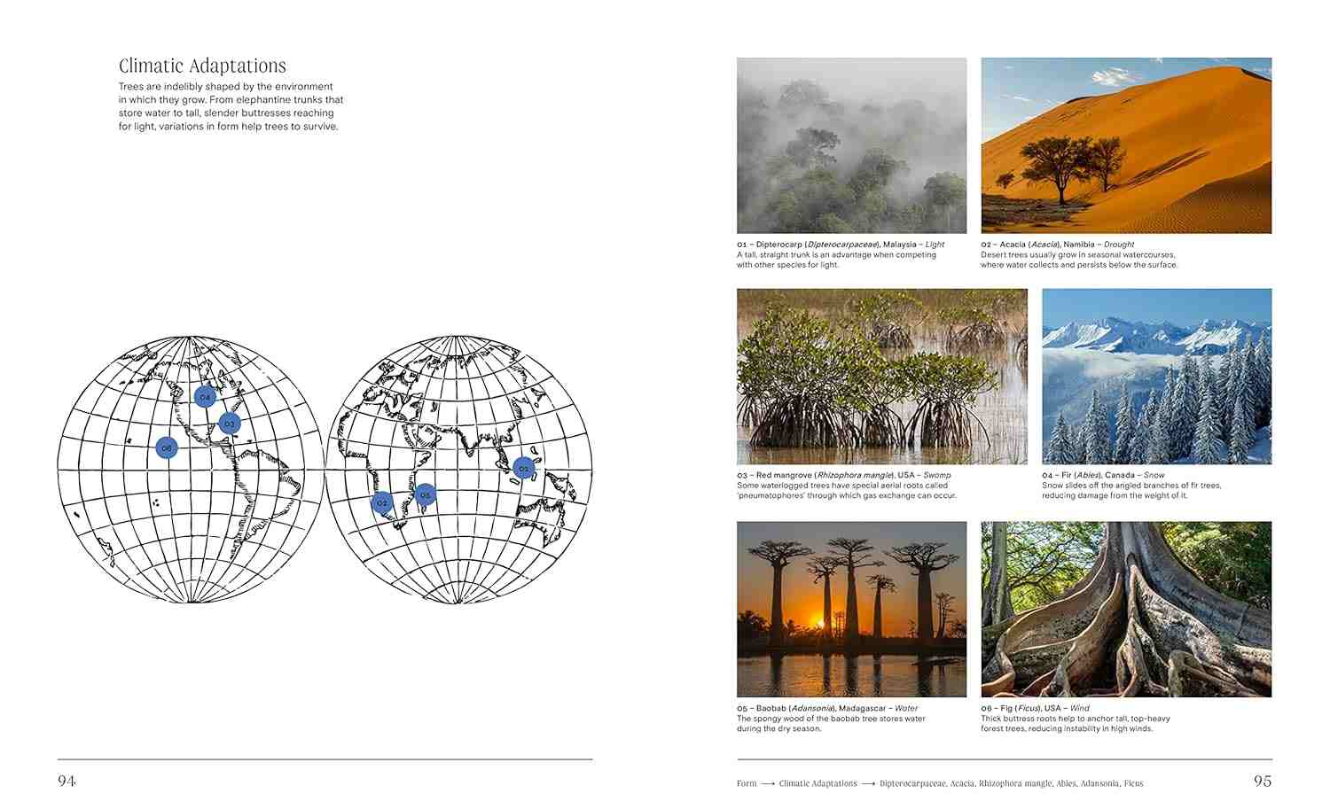 Trees From Root to Leaf Trees From Root to Leaf