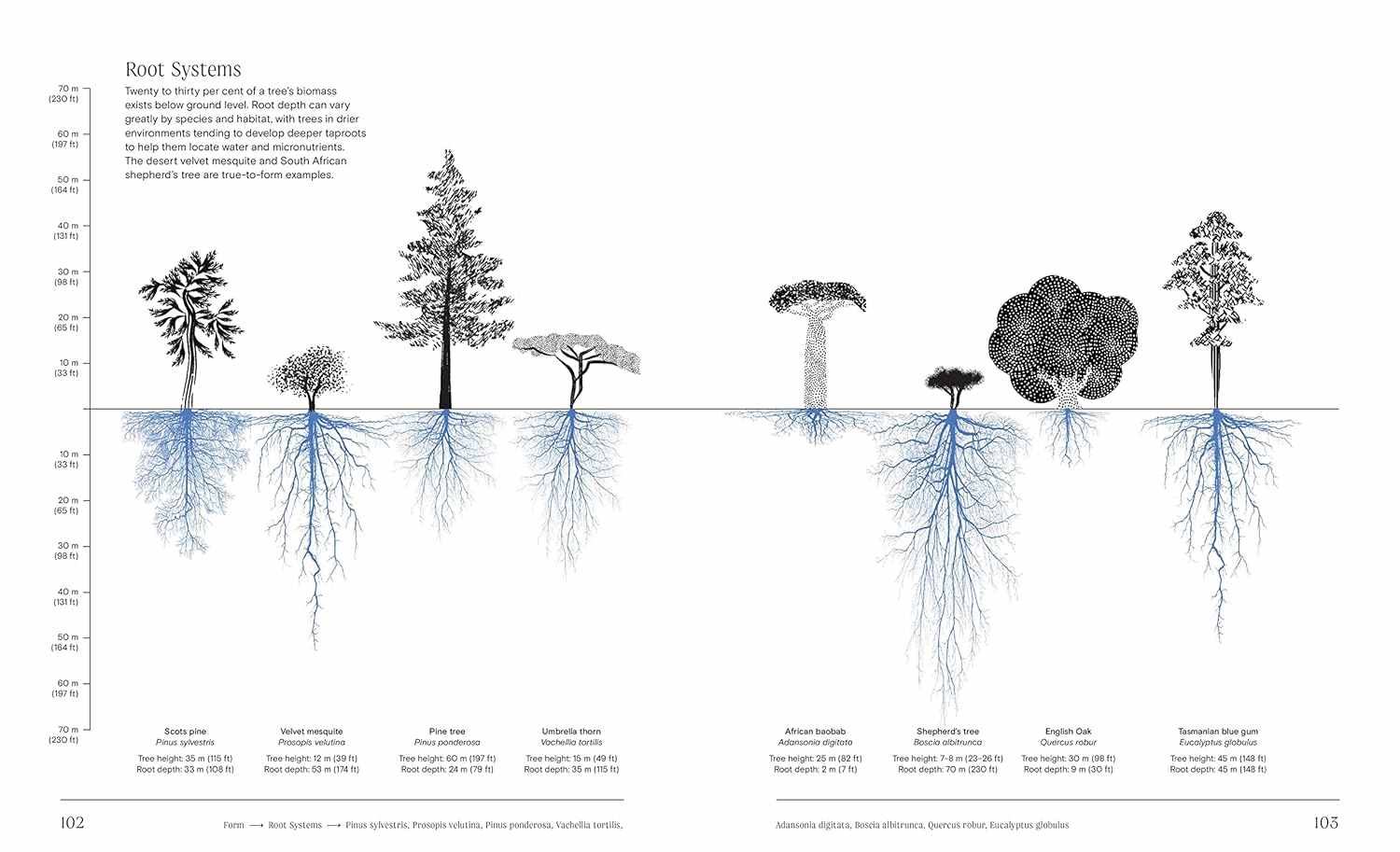 Trees From Root to Leaf Trees From Root to Leaf