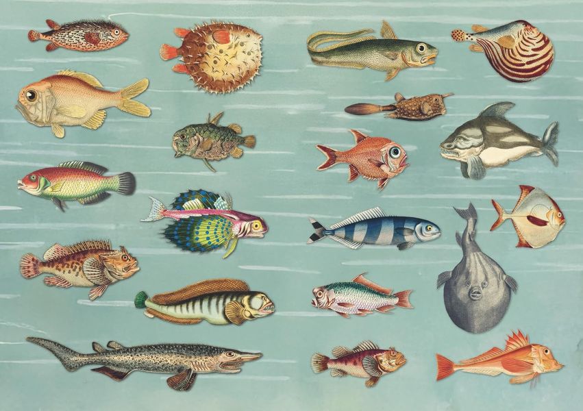 The Curious Collections Sticker Book The Curious Collections Sticker Book