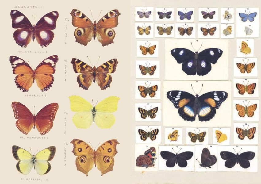 The Curious Collections Sticker Book The Curious Collections Sticker Book