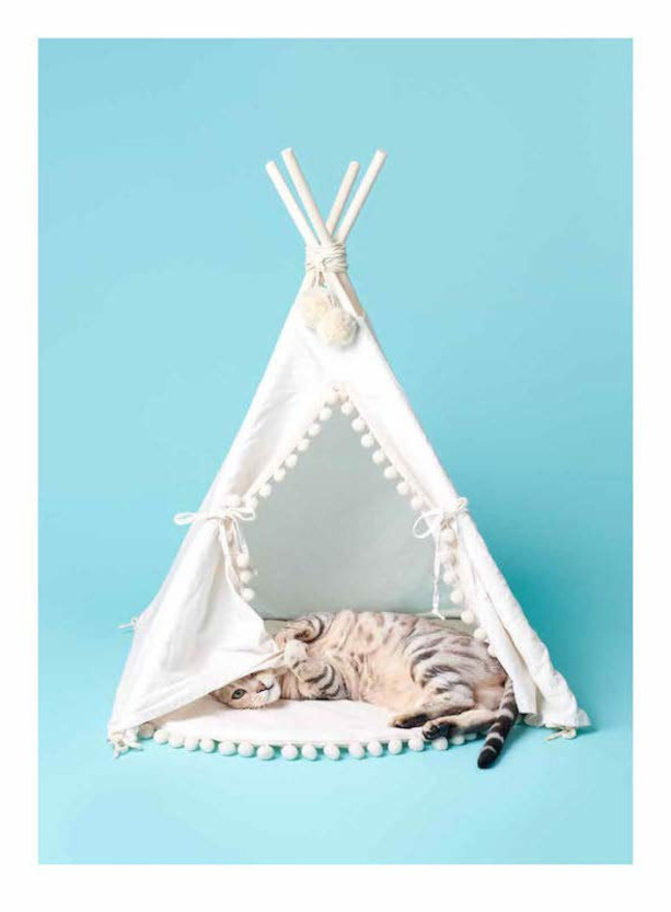 Pascale Weber: For Cats Only / Nur fur Katzen (Bilingual edition) Pascale Weber: For Cats Only / Nur fur Katzen (Bilingual edition)