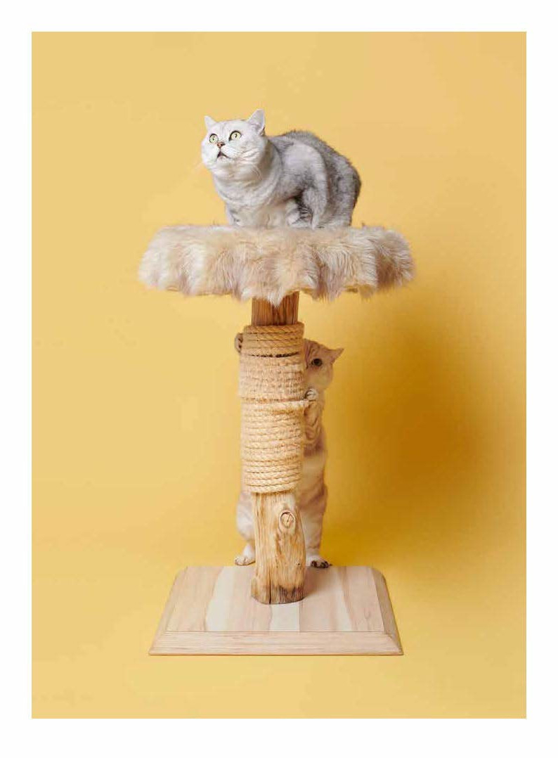 Pascale Weber: For Cats Only / Nur fur Katzen (Bilingual edition) Pascale Weber: For Cats Only / Nur fur Katzen (Bilingual edition)